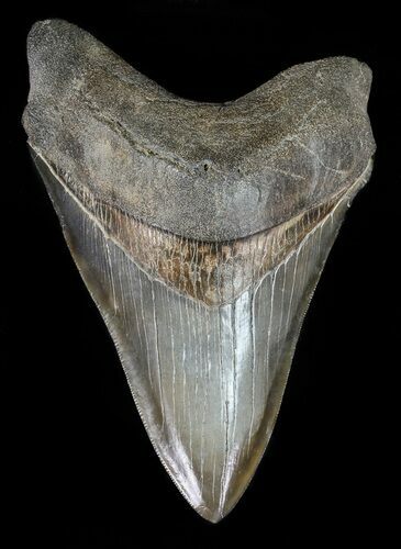 Serrated, Fossil Megalodon Tooth - Georgia #57181